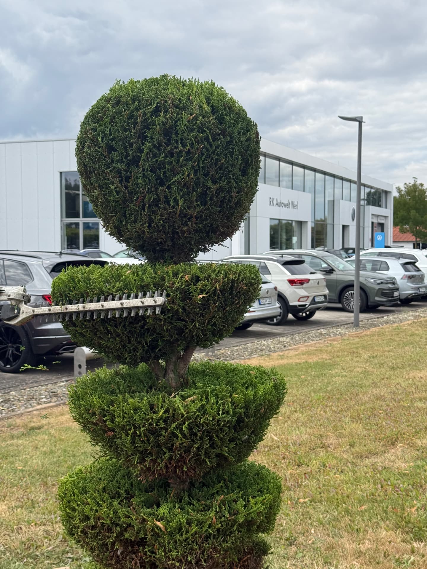 Formschnitt einer Thuja-Kugelpflanze mit der Heckenschere