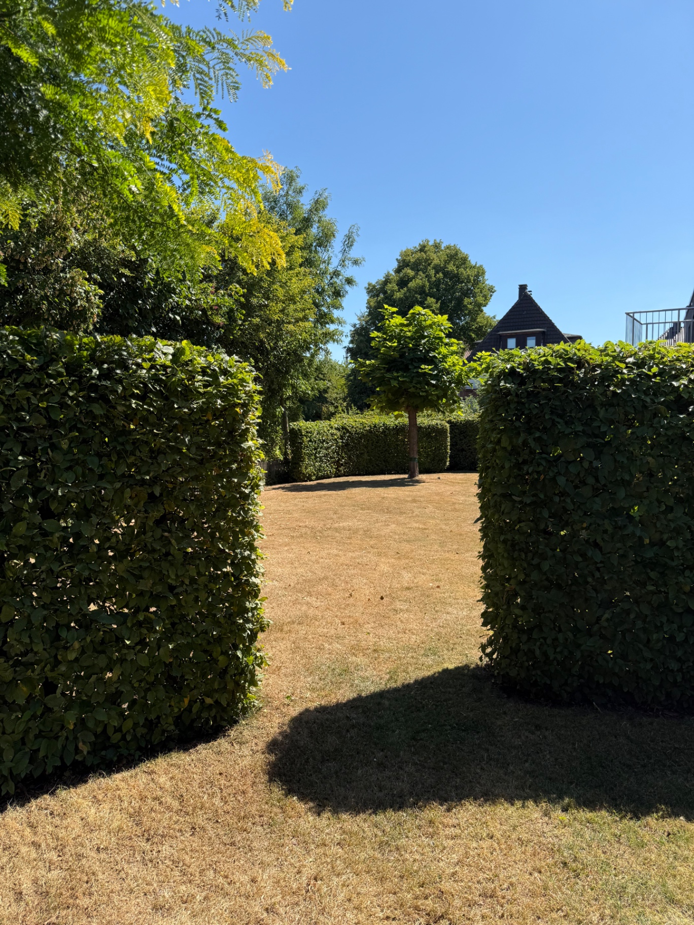 Durchblick zwischen zwei exakt geschnittenen Heckenblöcken auf eine Rasenfläche mit Kugelbaum